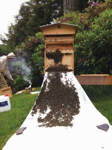 Picture of bees and bee hive